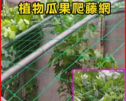 植物爬藤網